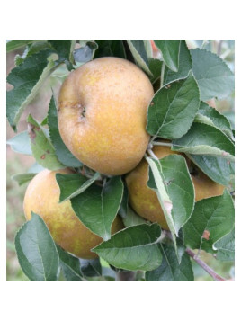 Pommier / Malus domestica  'Canada gris'