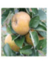 Malus domestica 'Grise du Canada' / Pommier