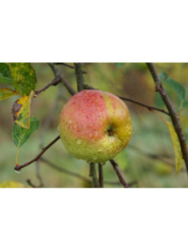 Pommier / Malus domestica 'Reinette d'armorique'