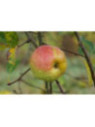 Malus domestica 'Reinette d'armorique' / Pommier