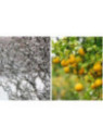 Citrus trifoliata flying dragon Poncirus