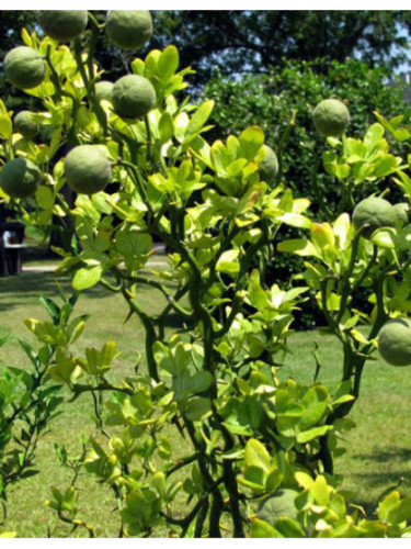 Poncirus / Citrus Rubidoux (porte greffe)