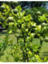 Poncirus / Citrus Rubidoux (porte greffe)