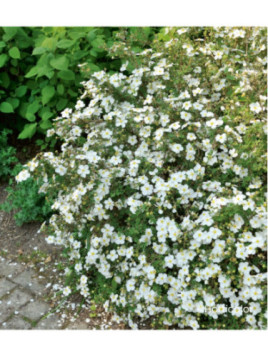 POTENTILLA fruticosa Abbotswood