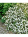 POTENTILLA fruticosa Abbotswood