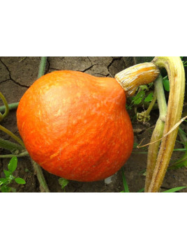 Potimarron 'Uchiki Kuri' F1