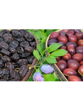 Prunus domestica 'Golden Japan' / Prunier