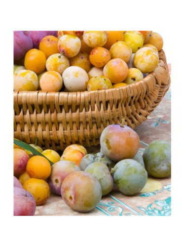 Prunier 'Reine claude de Bavay'  / Prunus domestica