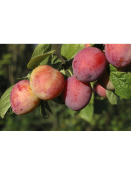 Prunier 'Reine claude violette' / Prunus domestica