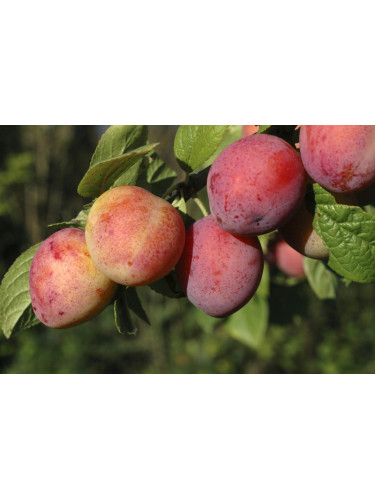 Prunier 'Reine claude violette' / Prunus domestica