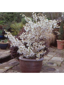 Prunus incisa 'Kojo no mai / Cerisier à fleurs nain du Japon