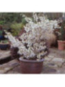 Prunus incisa 'Kojo no mai / Cerisier à fleurs nain du Japon