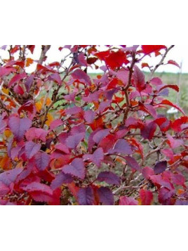 Prunus incisa 'Kojo no mai / Cerisier à fleurs nain du Japon