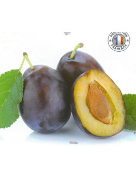 Prunier domestica 'Queen victoria'