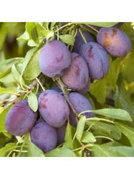 Prunier domestica 'Quetche d'Alsace'