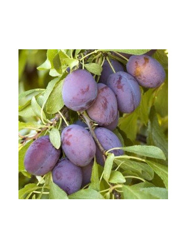 Prunier domestica 'Quetche d'Alsace'