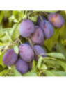 Prunier domestica 'Quetche d'Alsace'
