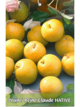 Prunier domestica 'Reine claude hative'