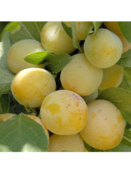 Prunus domestica 'Reine claude d'Oullins' / Prunier