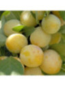 Prunus domestica 'Reine claude d'Oullins' / Prunier