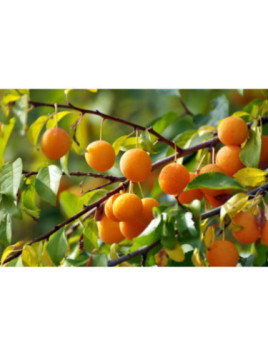 Prunier domestica 'Sainte Catherine'