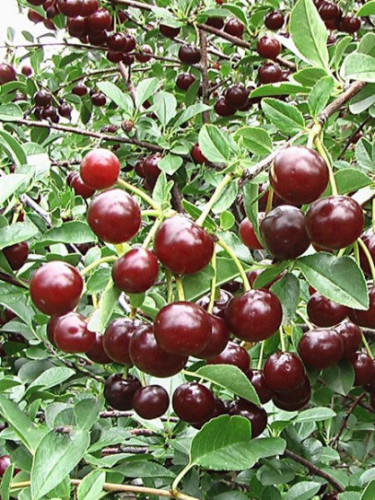 Prunus 'Carmin Jewel' / Cerisier nain