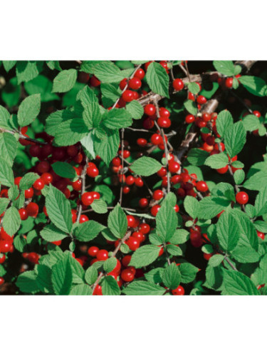 Prunus tomentosa / Ragouminier