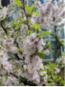Prunus tomentosa / Ragouminier
