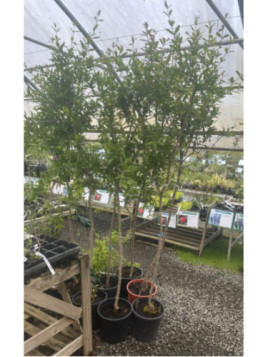 Punica granatum 'Mollar de elche' / Grenadier à fruits