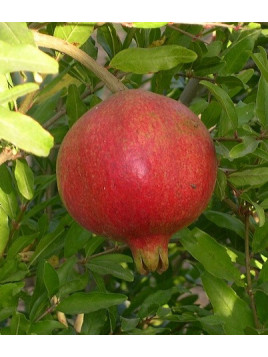 Punica granatum 'Wonderful' / Grenadier à fruits