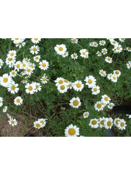 Pyrethre de Dalmatie - Tanacetum cinerariifolium