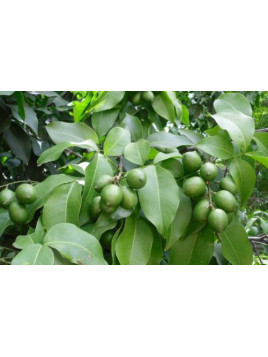 Melicoccus bijugatus / Quenettier / Mamon verde