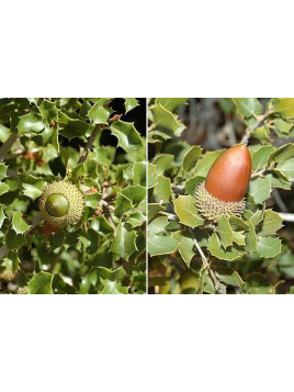 Quercus coccifera / Chêne des garrigues/ chêne kermes
