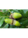 Quercus petraea / Chêne sessile / Chêne rouvre