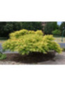 Rhus typhina 'Tiger eyes' / Sumac de Virginie