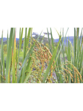 Oriza sativa 'Cigalon' / Riz