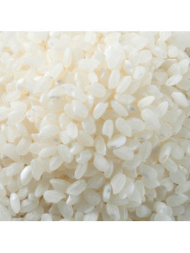 Oriza sativa 'Cigalon' / Riz