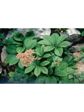 Rodgersia Pinnata