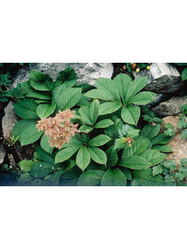 Rodgersia Pinnata
