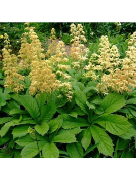 Rodgersia Henrici