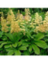 Rodgersia Henrici
