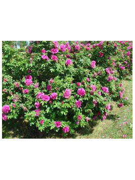 Rosa rugosa hansa rubra ( rose pourpre) / Rosier comestible