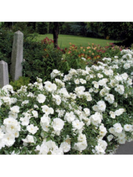 Rosa 'Opalia'®  / Rosier paysage ( blanc )