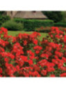 Rosa 'Kadora'®  / Rosier paysage ( Rouge )