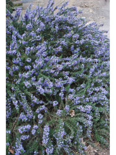 Rosmarinus officinalis 'prostatus'