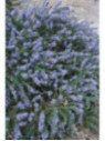 Rosmarinus officinalis 'prostatus'