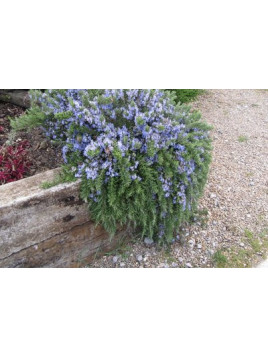 Rosmarinus 'Pointe du Raz' / Romarin rampant