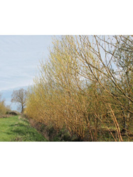 Salix viminalis / Saule / Osier des Vanniers