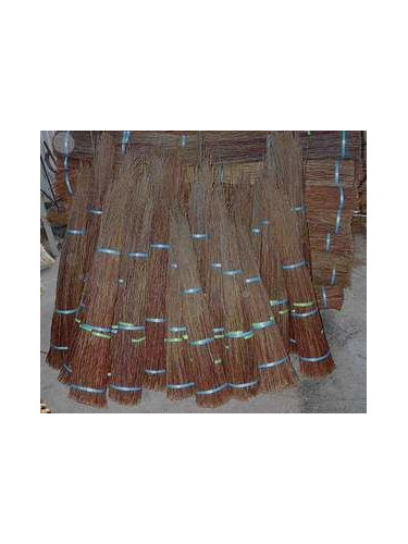 Salix viminalis / Saule / Osier des Vanniers