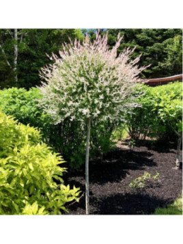 Salix 'Hakuro Nishiki' / Saule crevette